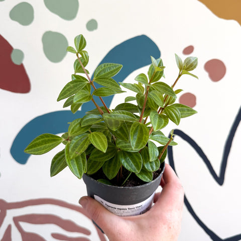 Peperomia angulata 'Rocca Vivace' - Sprouts of Bristol