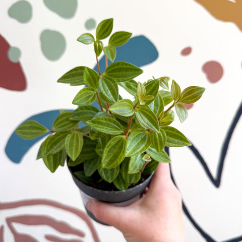Peperomia angulata 'Rocca Vivace' - Sprouts of Bristol