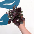 Peperomia caperata 'Cayenne' - Radiator Plant - Sprouts of Bristol