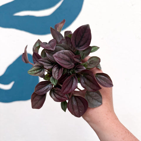 Peperomia caperata 'Cayenne' - Radiator Plant - Sprouts of Bristol