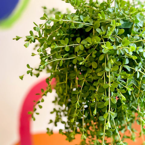 Peperomia clusiifolia 'Isabella' - Sprouts of Bristol