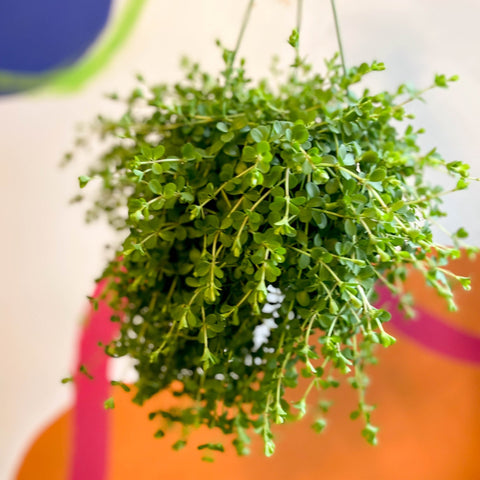 Peperomia clusiifolia 'Isabella' - Sprouts of Bristol