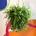 Peperomia clusiifolia 'Isabella' - Sprouts of Bristol