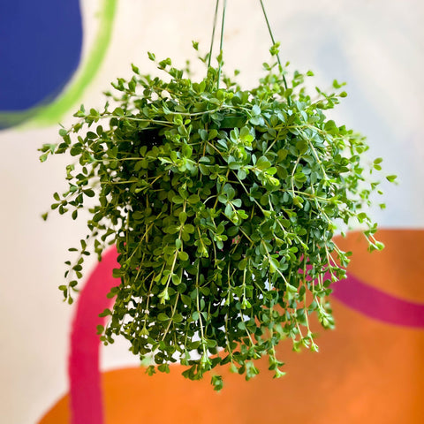 Peperomia clusiifolia 'Isabella' - Sprouts of Bristol