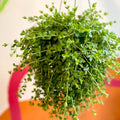 Peperomia clusiifolia 'Isabella' - Sprouts of Bristol