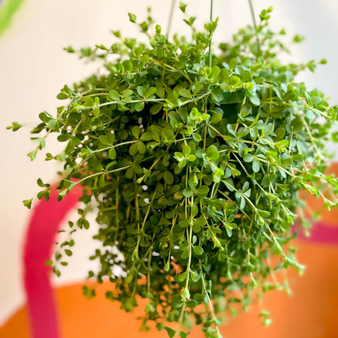 Peperomia clusiifolia 'Isabella' - Sprouts of Bristol