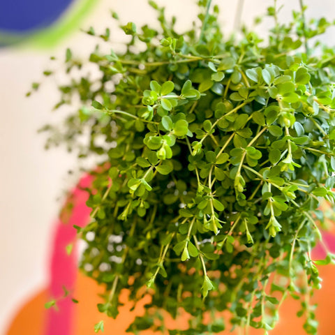 Peperomia clusiifolia 'Isabella' - Sprouts of Bristol