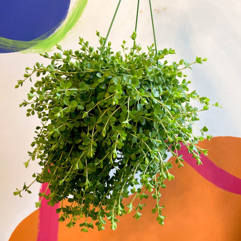 Peperomia clusiifolia 'Isabella' - Sprouts of Bristol