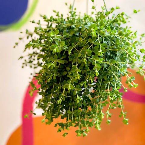 Peperomia clusiifolia 'Isabella' - Sprouts of Bristol