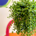 Peperomia clusiifolia 'Isabella' - Sprouts of Bristol
