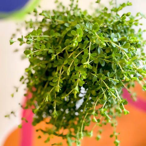 Peperomia clusiifolia 'Isabella' - Sprouts of Bristol