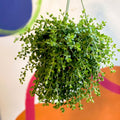 Peperomia clusiifolia 'Isabella' - Sprouts of Bristol