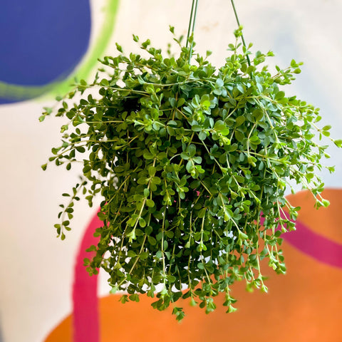 Peperomia clusiifolia 'Isabella' - Sprouts of Bristol