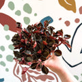 Peperomia columbiana ‘Metallica’ - Sprouts of Bristol