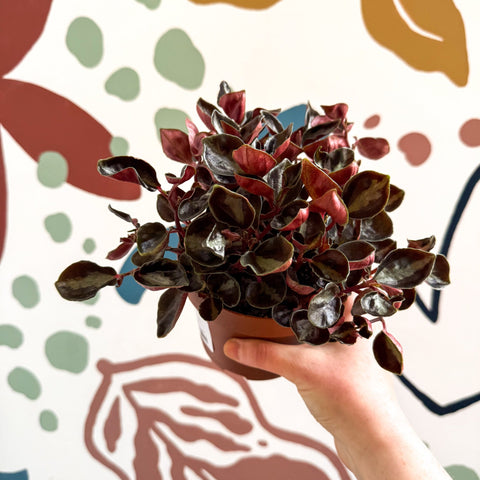 Peperomia columbiana ‘Metallica’ - Sprouts of Bristol