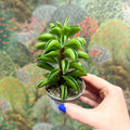 Peperomia ferreyrae 'Fire Sparks' - Sprouts of Bristol