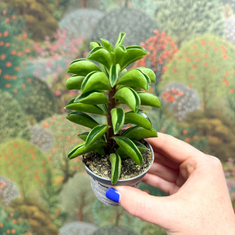 Peperomia ferreyrae 'Fire Sparks' - Sprouts of Bristol