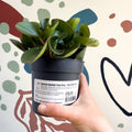 Peperomia obtusifolia 'Green Drops' - Baby Rubber Plant - Sprouts of Bristol