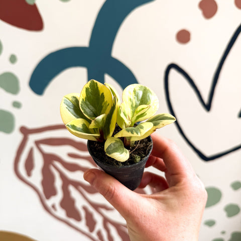 Peperomia obtusifolia 'Obtipan Bicolor' - Baby Rubber Plant - Sprouts of Bristol