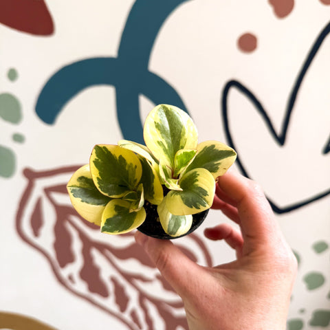Peperomia obtusifolia 'Obtipan Bicolor' - Baby Rubber Plant - Sprouts of Bristol