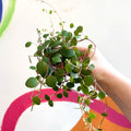 Peperomia prostrata 'Pepperspot' - String of Coins - Sprouts of Bristol