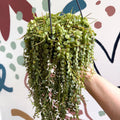 Peperomia prostrata - String of Turtles - Sprouts of Bristol