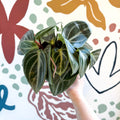 Peperomia pseudovariegata var. sarcophylla - Sprouts of Bristol