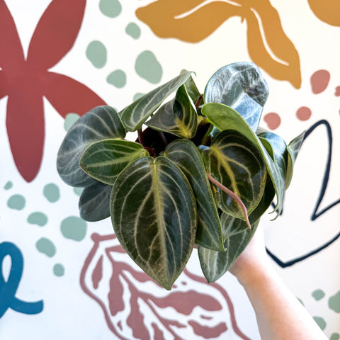 Peperomia pseudovariegata var. sarcophylla - Sprouts of Bristol