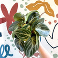 Peperomia pseudovariegata var. sarcophylla - Sprouts of Bristol