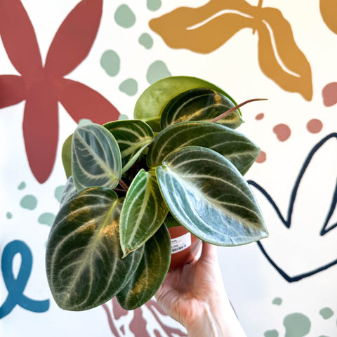 Peperomia pseudovariegata var. sarcophylla - Sprouts of Bristol
