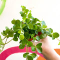 Peperomia rotundifolia - Trailing Jade Plant - Sprouts of Bristol