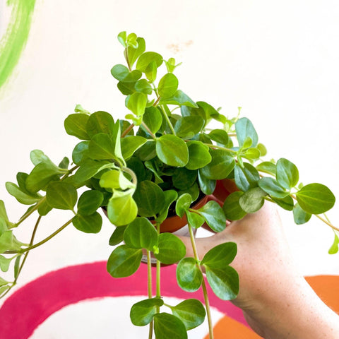 Peperomia rotundifolia - Trailing Jade Plant - Sprouts of Bristol