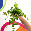 Peperomia rotundifolia - Trailing Jade Plant - Sprouts of Bristol