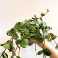 Peperomia tetraphylla 'Hope' - Sprouts of Bristol