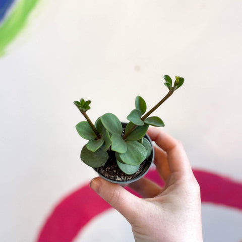 Peperomia tetraphylla 'Hope' - Sprouts of Bristol