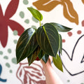 Peperomia ‘Vanilla’ - Sprouts of Bristol