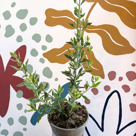 Perovskia 'Blue Spire' - Cotswold Grown Perennial - Sprouts of Bristol