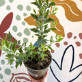 Perovskia 'Blue Spire' - Cotswold Grown Perennial - Sprouts of Bristol