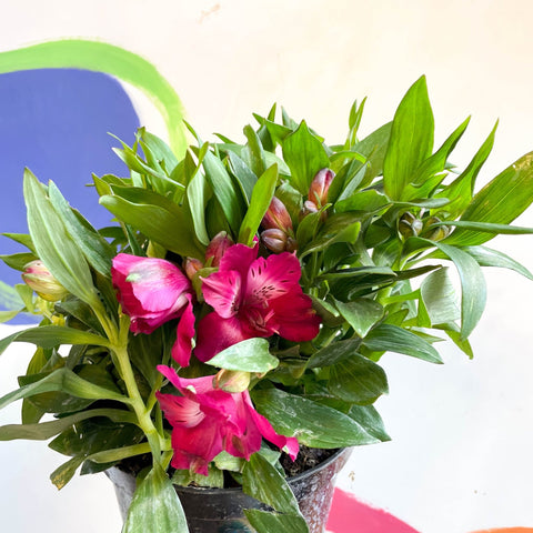 Peruvian Lily - Alstroemeria 'Inticancha Machu’ - British Grown Perennial - Sprouts of Bristol
