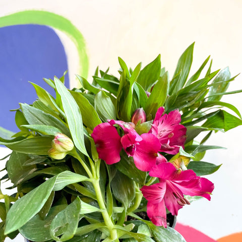 Peruvian Lily - Alstroemeria 'Inticancha Machu’ - British Grown Perennial - Sprouts of Bristol