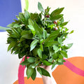 Peruvian Lily - Alstroemeria 'Inticancha Machu’ - British Grown Perennial - Sprouts of Bristol