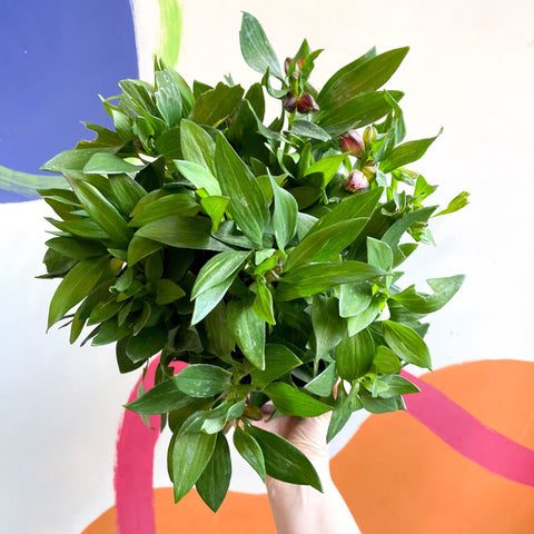 Peruvian Lily - Alstroemeria 'Inticancha Machu’ - British Grown Perennial - Sprouts of Bristol