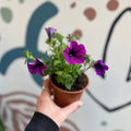 Petunia 'Deep Lavender Vein' - British Grown - Sprouts of Bristol