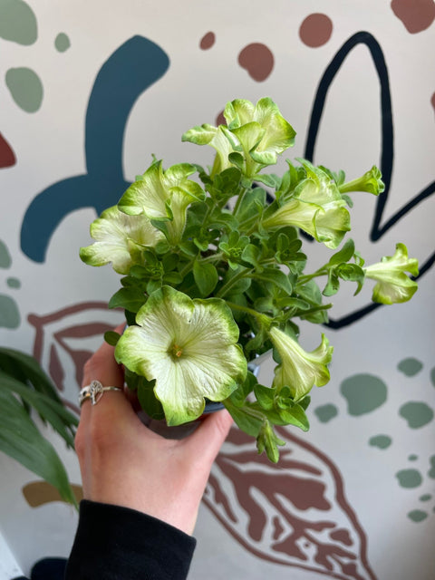 Petunia 'Fortado Special White Green Edge' - British Grown - Sprouts of Bristol