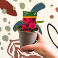 Petunia 'Surfinia Hot Pink' - British Grown - Sprouts of Bristol