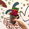 Petunia 'Surfinia Hot Pink' - British Grown - Sprouts of Bristol