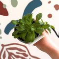 Petunia 'Surfinia Table Dark Red' - British Grown - Sprouts of Bristol
