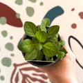 Petunia 'Tumbelina Priscilla Pro' - British Grown - Sprouts of Bristol