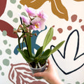 Phalaenopsis 'Andorra' - Pale Pink Moth Orchid - Sprouts of Bristol