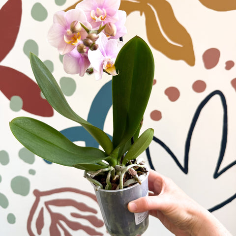 Phalaenopsis 'Andorra' - Pale Pink Moth Orchid - Sprouts of Bristol
